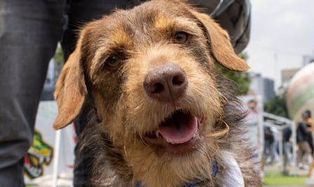 ¡El amor de los "lomitos" es único! Dueño y su perro se reencuentran durante jornada de adopción de la SSC
