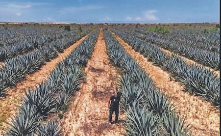 En ISRAEL producen TEQUILA en medio de la guerra con Hamás ¿cómo es posible?
