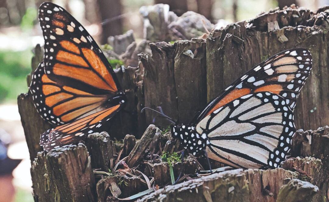 Reserva de la Mariposa Monarca en el Edomex, cierra sus puertas por culpa de turistas