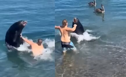 León marino le perdona la vida a turista pasado de copas, en Los Cabos