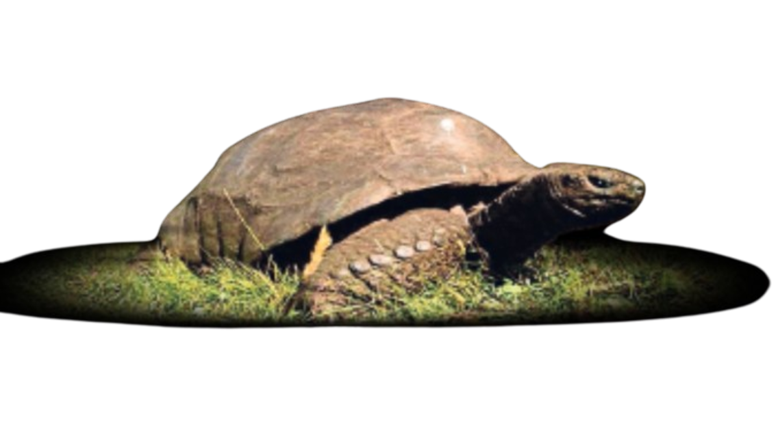 tortuga-removebg-preview.png