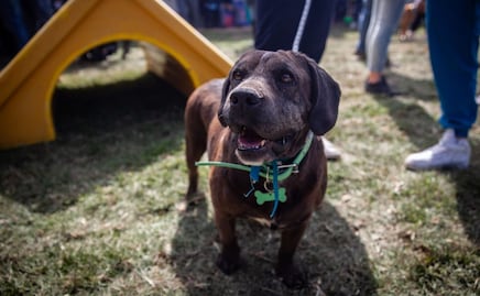 Refugio Franciscano: Diputado advierte que CDMX no tiene condiciones óptimas para los animales 