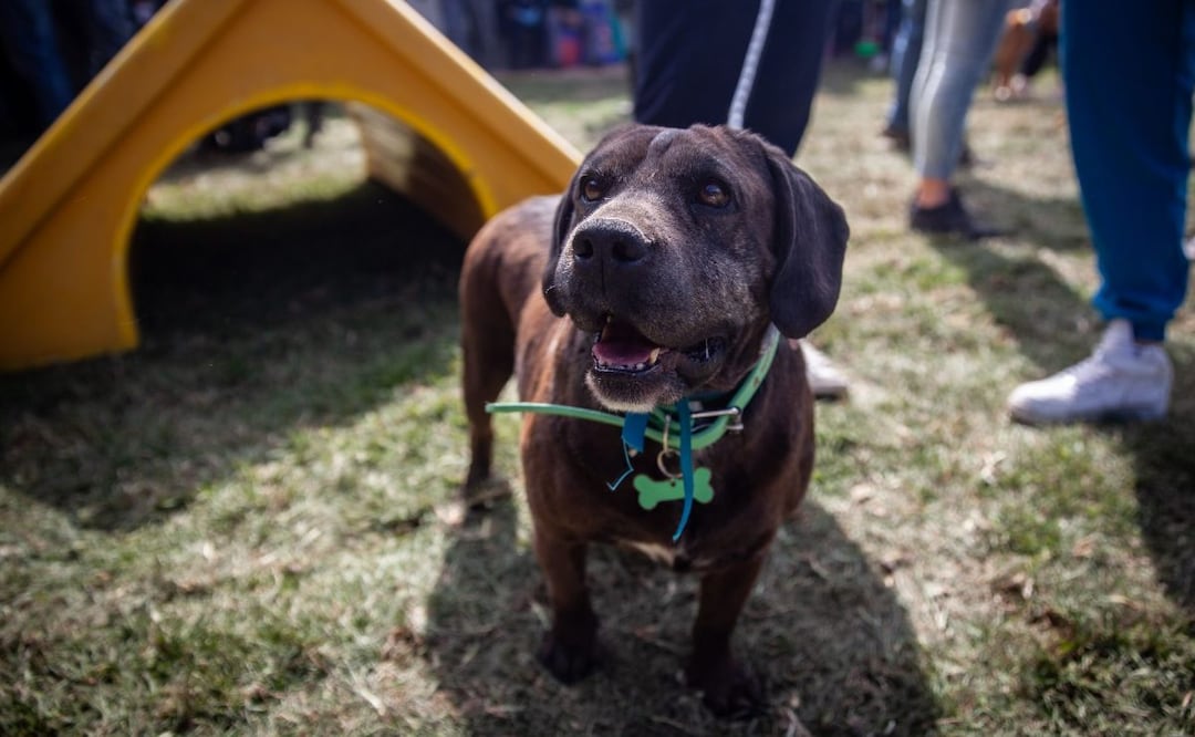 Foto: Cuartoscuro (Refugio Franciscano: Diputado advierte que CDMX no tiene condiciones óptimas para los animales )