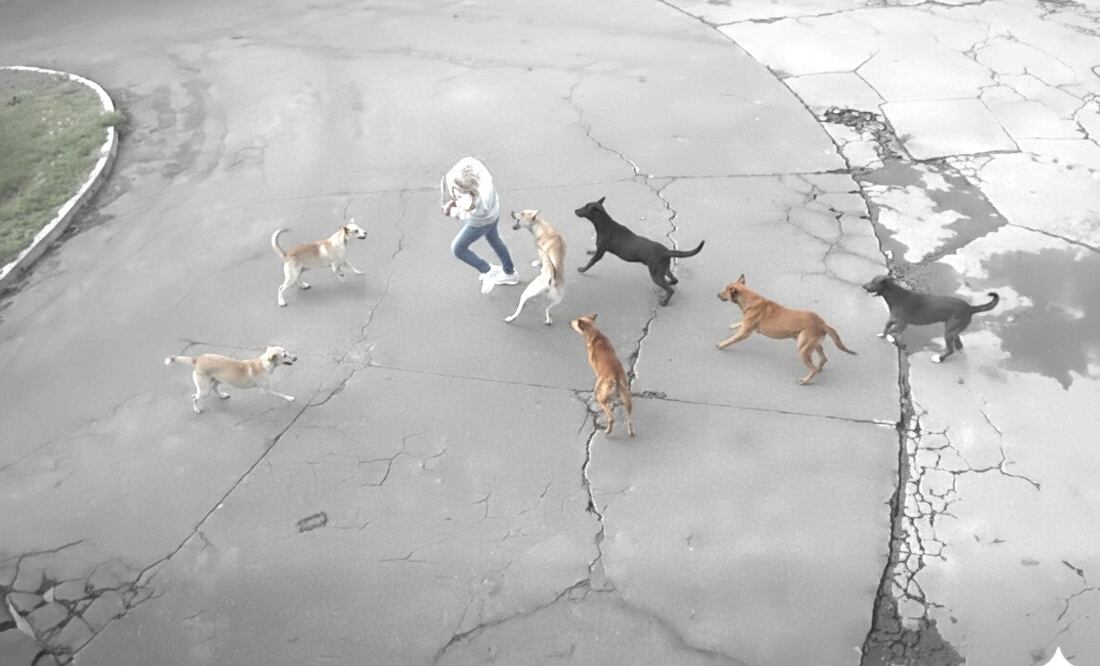 Imagen: Redes sociales (Jauría ataca a mujer en Ixtapaluca y automovilista la salva)