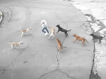 Jauría ataca a mujer en Ixtapaluca y automovilista la salva