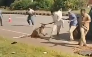 ¡Pánico! Un leopardo herido atacó a un rescatista durante operativo en India