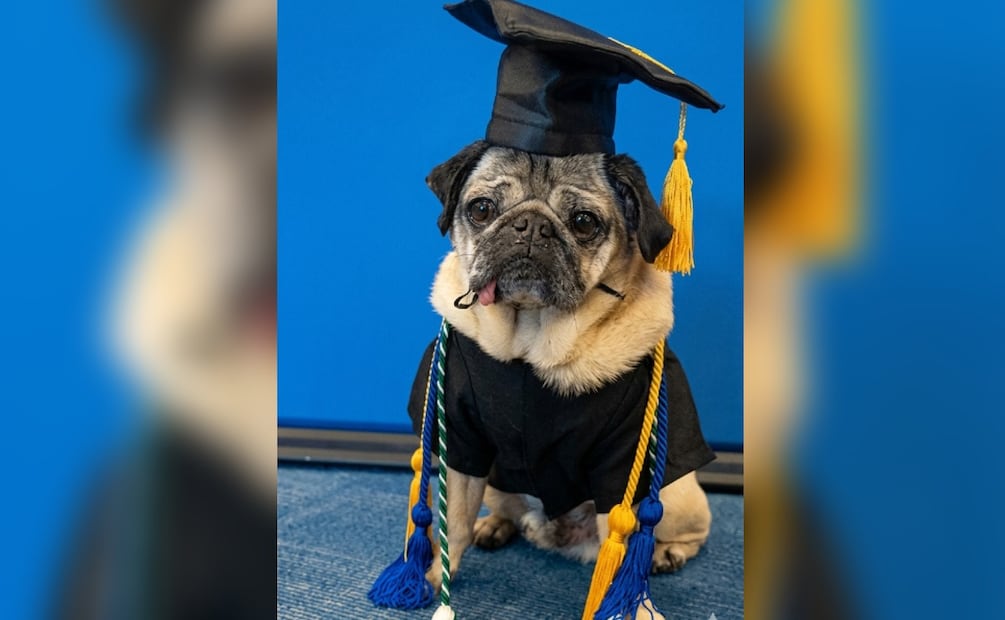 Foto: @itsdougthepug Instagram (Doug the Pug)