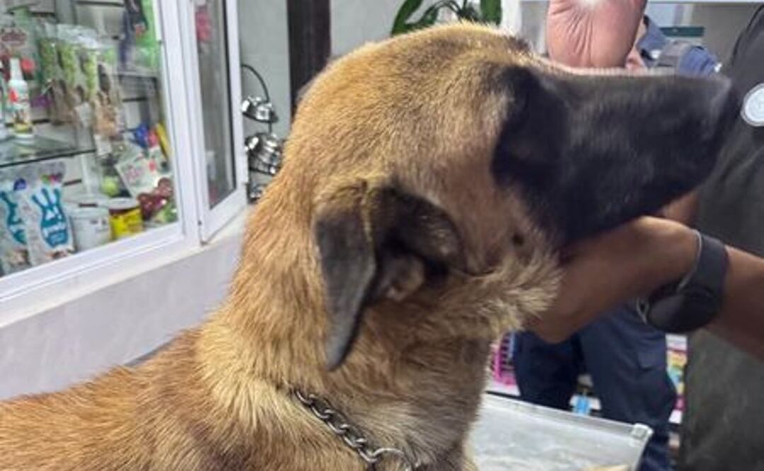 ¿Perrito era maltratado por patrulla en Tizayuca? Autoridades locales responden