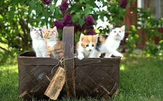 Cómo introducir un gato nuevo en casa: Guía para una convivencia sin peleas