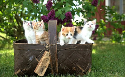 Cómo introducir un gato nuevo en casa: Guía para una convivencia sin peleas