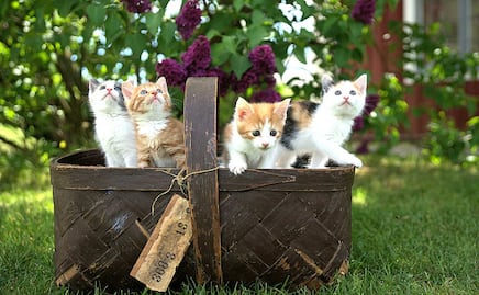 Cómo introducir un gato nuevo en casa: Guía para una convivencia sin peleas