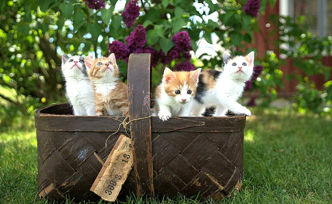 Foto. Unsplash (Cómo introducir un gato nuevo en casa: Guía para una convivencia sin peleas)