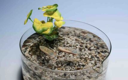 Crean robots comestibles para limpiar el agua… ¡y de postre se los comen los peces! ¿A qué sabrán?