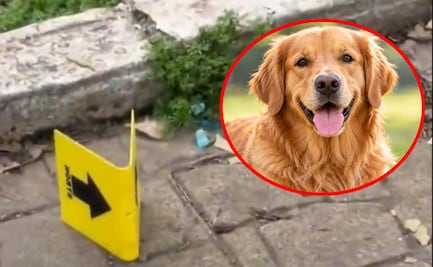 ¡Paseo mortal en Parque España! Reportan más perritos muertos por presunto envenenamiento
