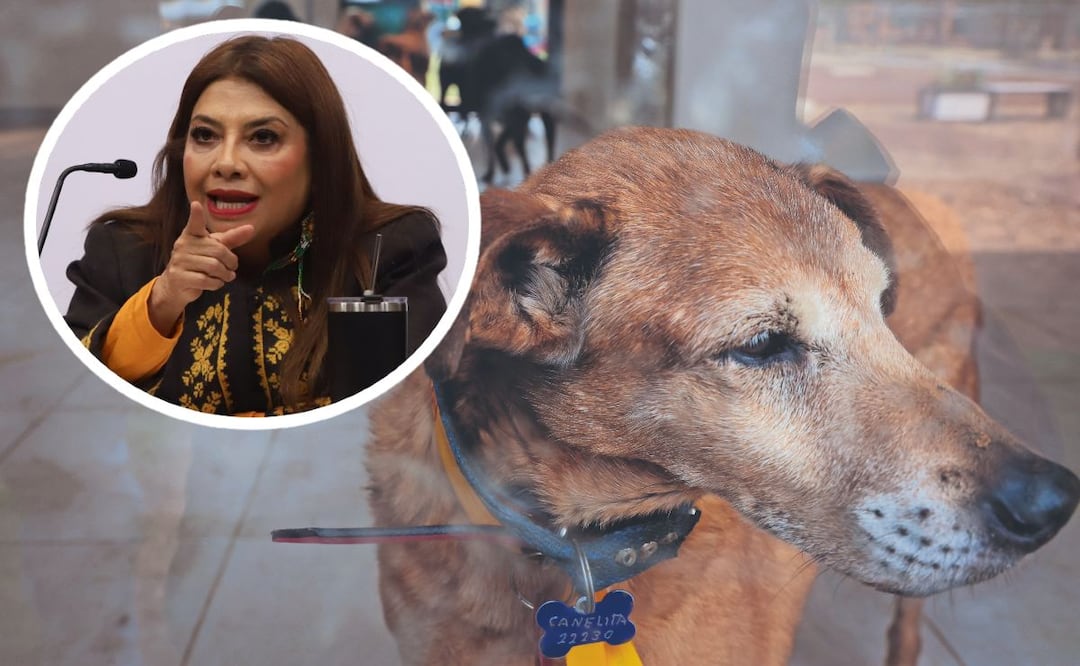 Clara Brugada responde a críticas por traslado de perros rescatados del Refugio Franciscano. Foto: (Luis Camacho. El Gráfico)