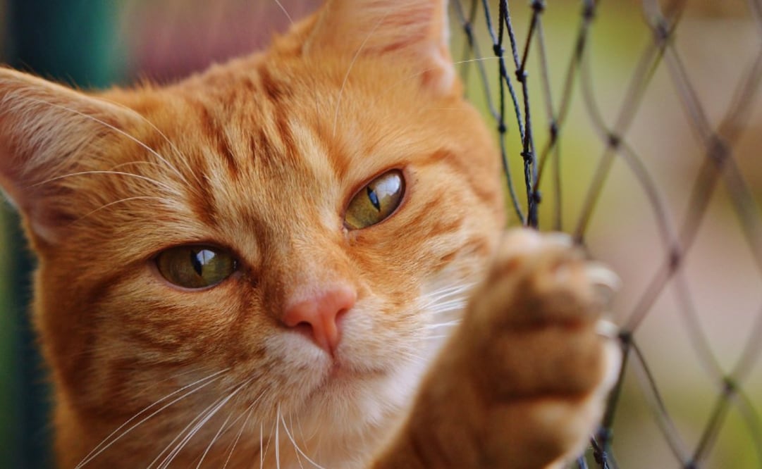 ¿Tu gato sale a la calle? La alerta sobre rabia que especialistas piden no ignorar (Foto: Pixabay)