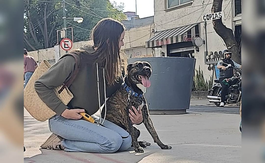 Fiscalía CDMX devuelve a 22 perritos del albergue clausurado en la colonia Narvarte