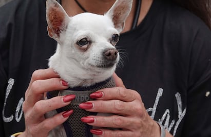¿Tu perro podrá entrar a restaurantes y tiendas de CDMX? Esto dice la nueva reforma