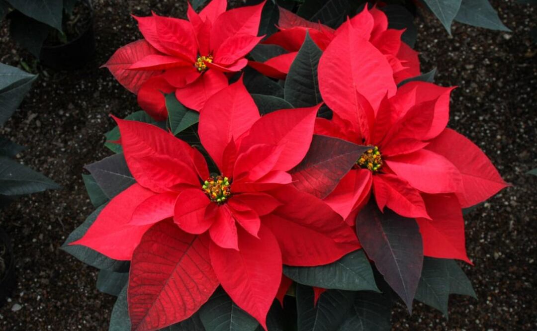 Ruta de la nochebuena, crean mapa para apoyar a productores en CDMX