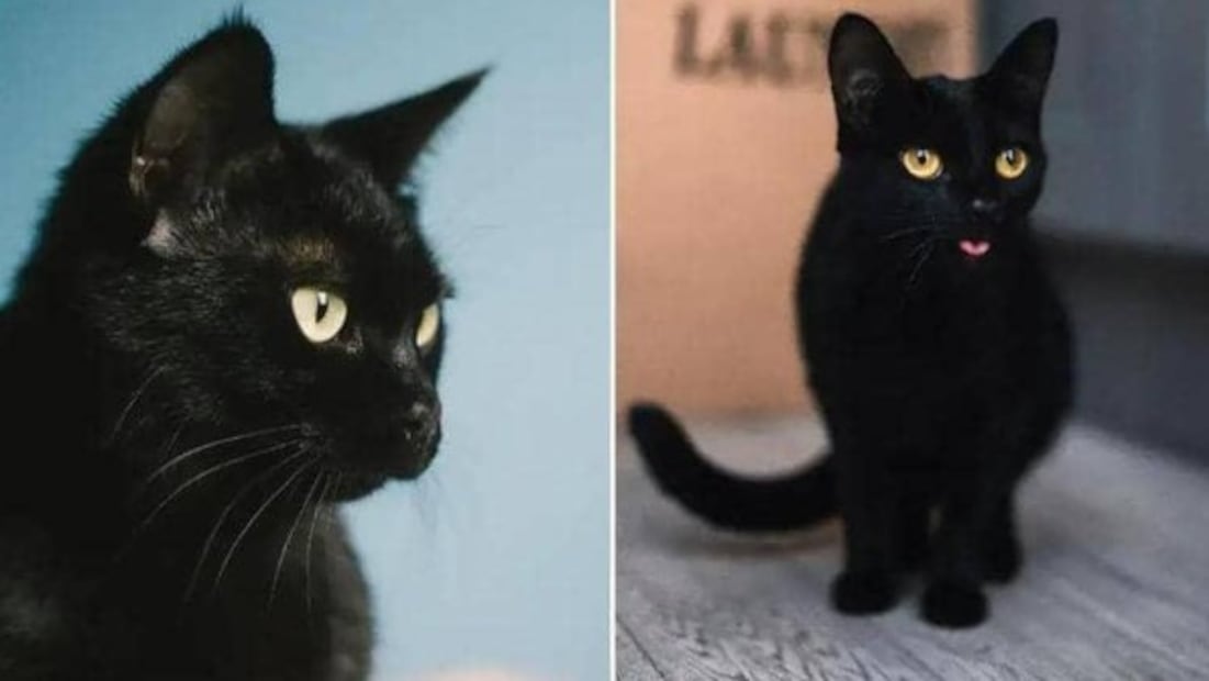 Día Internacional del Gato: conoce a los mininos que se volvieron leyenda mundial. Foto: (Especial)