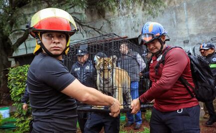 Rescatan a dos tigres de bengala, uno en Naucalpan y otro en Chihuahua ¿Es legal tenerlos?