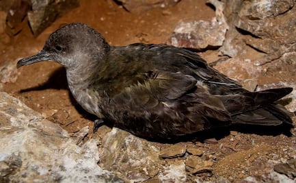 ¿Por qué la ONU ha reconocido a México por su trabajo?