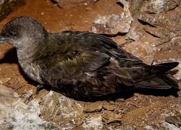 ¿Por qué la ONU ha reconocido a México por su trabajo?