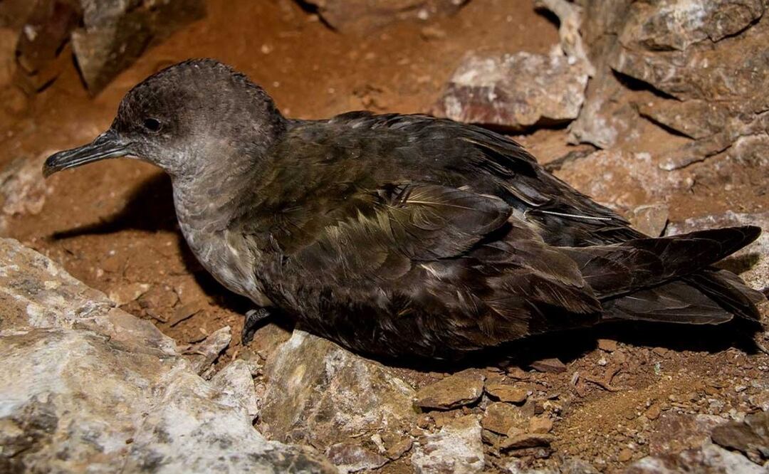 ¿Por qué la ONU ha reconocido a México por su trabajo?
Imagen: Pardela mexicana, ave marina beneficiada de las acciones de restauración en las islas. Foto: GECI