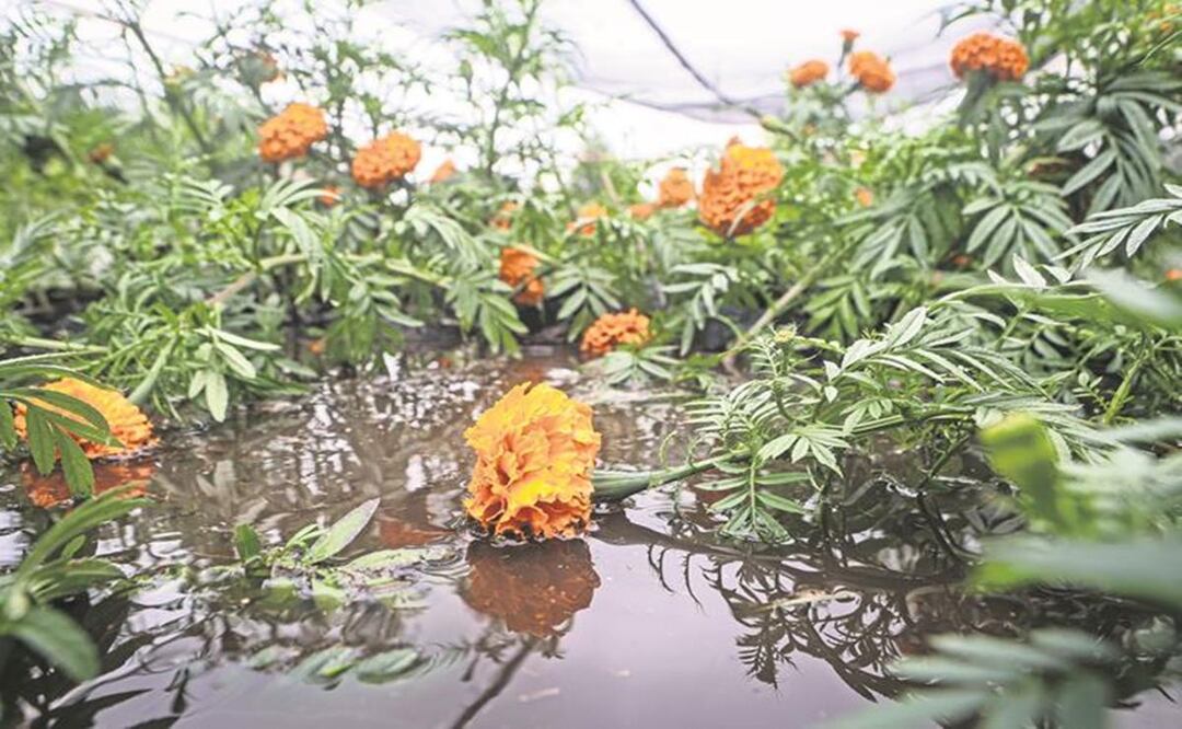 Cosecha de esperanza: Agricultores luchan por salvar el cempasúchil en Xochimilco