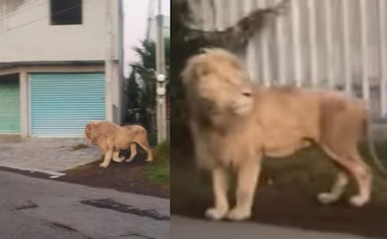 Vecinos de Edomex encuentran un león en la calle y lo graban 📹🦁