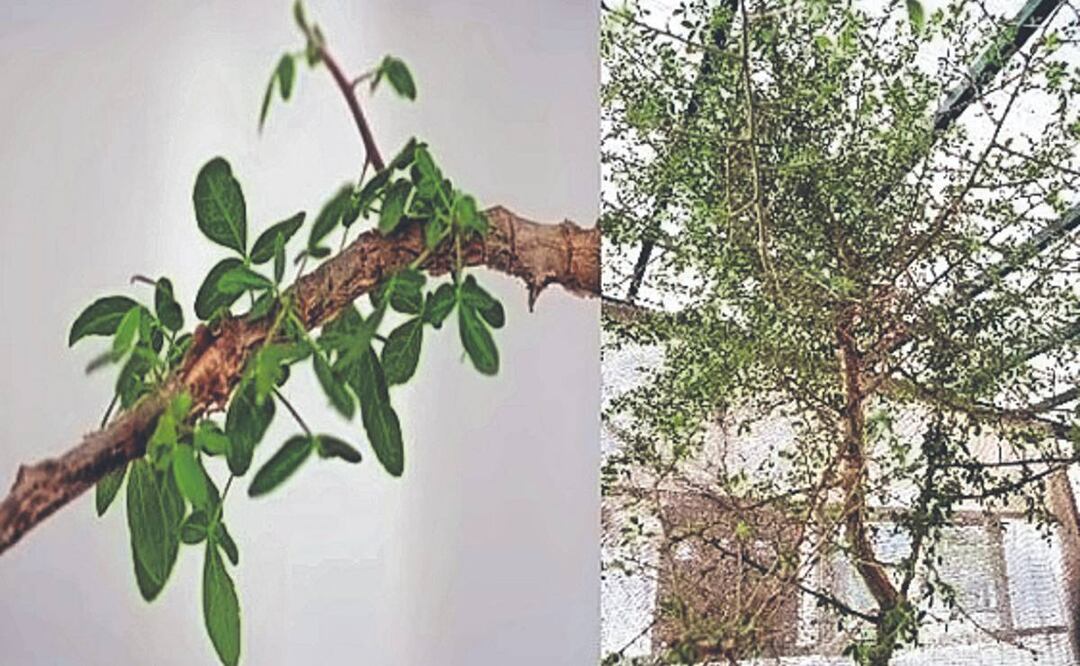 Resucitan un árbol bíblico curativo en Israel