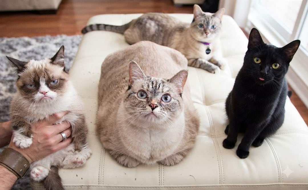 Día Internacional del Gato: conoce a los mininos que se volvieron leyenda mundial. Foto: (Especial)