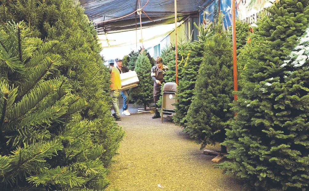 ¿Cuánto cuesta un árbol de Navidad natural en el Mercado de Jamaica este año?
Imagen: ALBERTO GONZÁLEZ. EL GRÁFICO