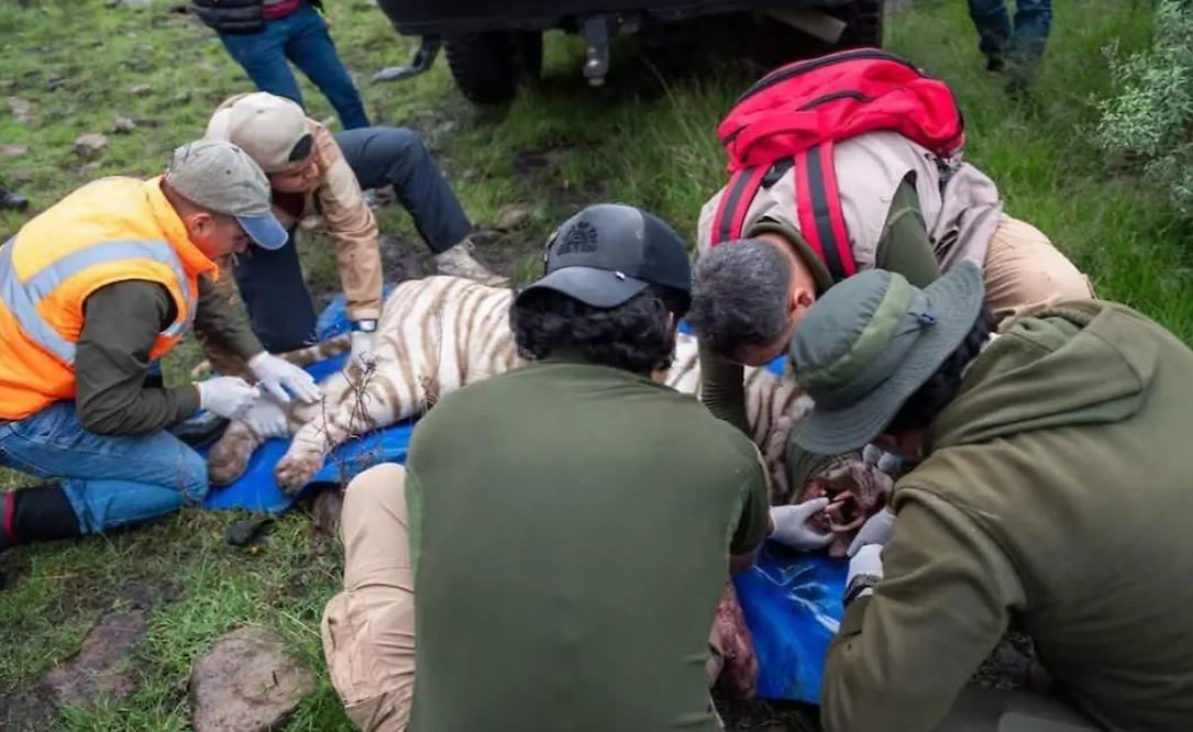 Así capturaron a Kenzo, el tigre blanco que huyó de un refugio en Edomex (Foto: Especial)