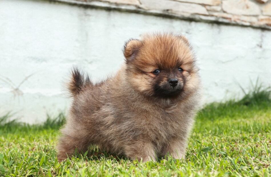 Pomeranian (Foto: Pixabay)