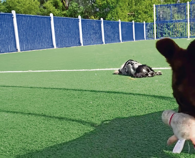 ¡De la emoción se queda jetón! Gösta, el cachorro que conquista TikTok con sus repentinas ‘siestas’
Foto: Instagram
