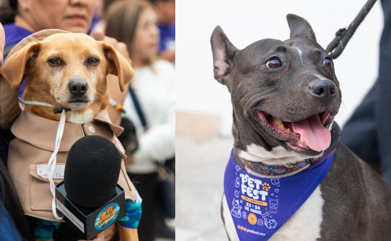 Pet Fest 2026: La guía completa de actividades con tu mascota en la CDMX este 23 y 24 de mayo