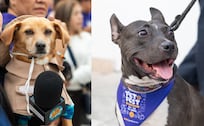 Pet Fest 2026: La guía completa de actividades con tu mascota en la CDMX este 23 y 24 de mayo