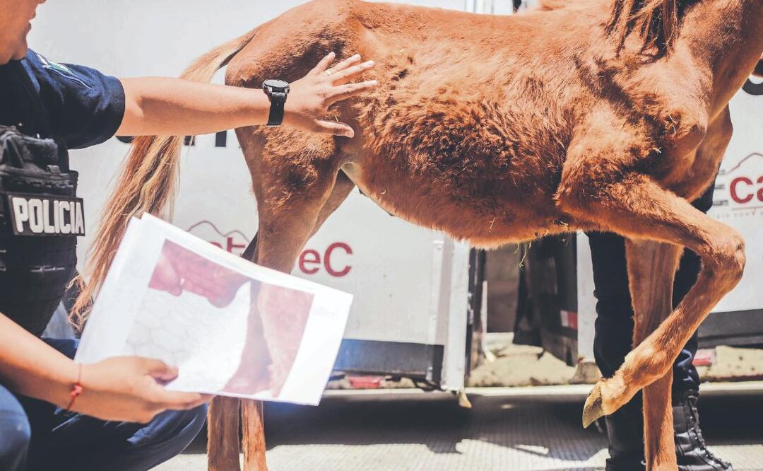 Rehabilitan a caballos maltratados en Ecatepec ¿cuál era su estado de salud?