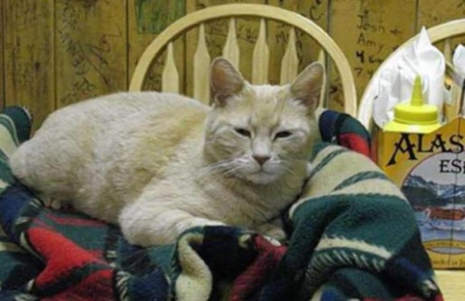 Día Internacional del Gato: conoce a los mininos que se volvieron leyenda mundial. Foto: (Especial)