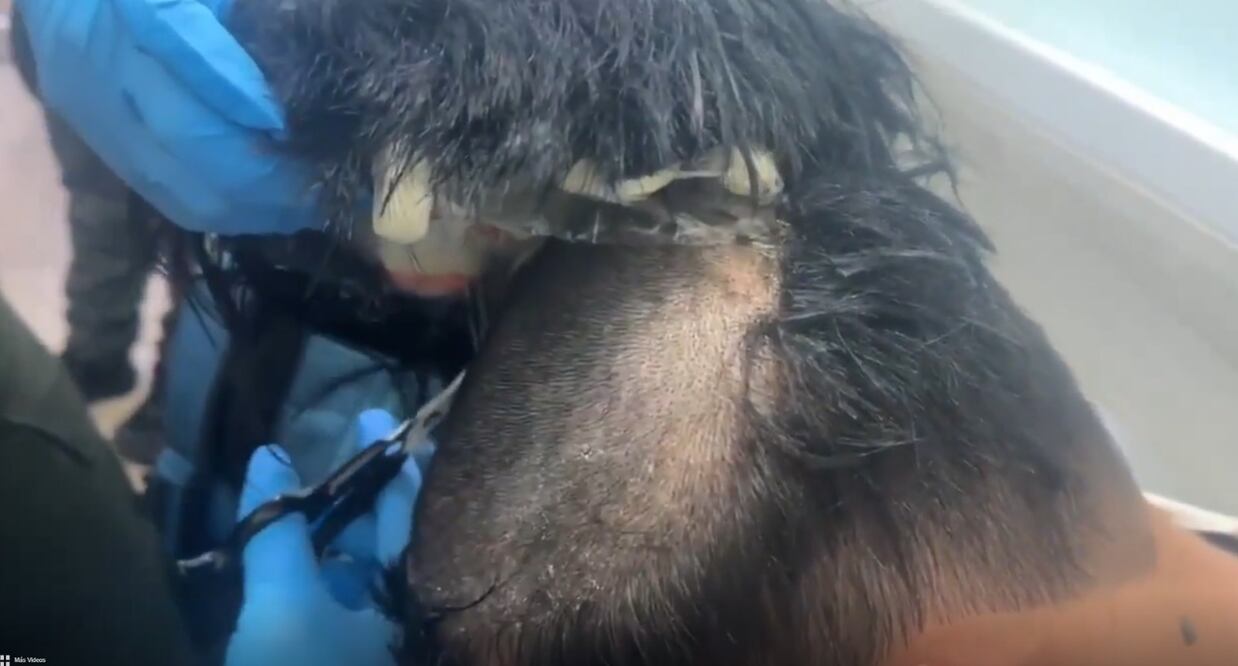 Foto: Policía Antinarcóticos Colombia