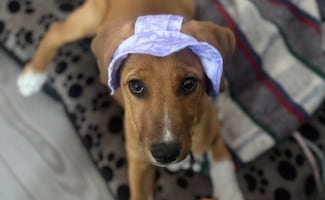 Gusano barrenador en CDMX: Así puedes proteger a perros y gatos de esta peligrosa plaga