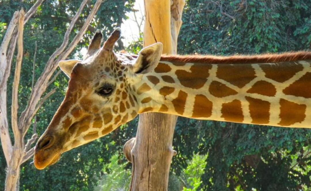 Desaparece jirafa del Zoológico de Culiacán y autoridades se echan la bolita