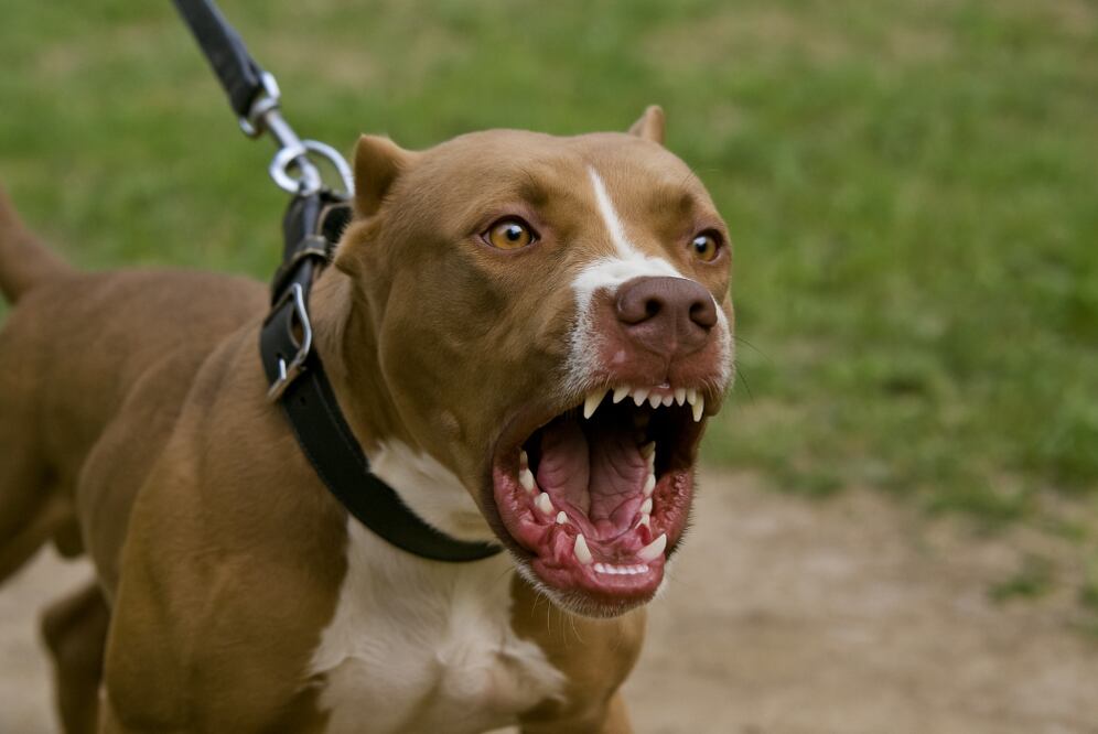 Ataque de pitbull (Foto: Creada con IA)