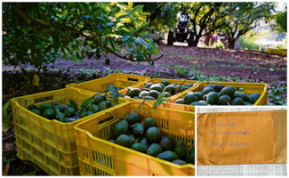 Exportaciones de aguacate a China llevan el sello del fundador del cartel de La Familia Michoacana
