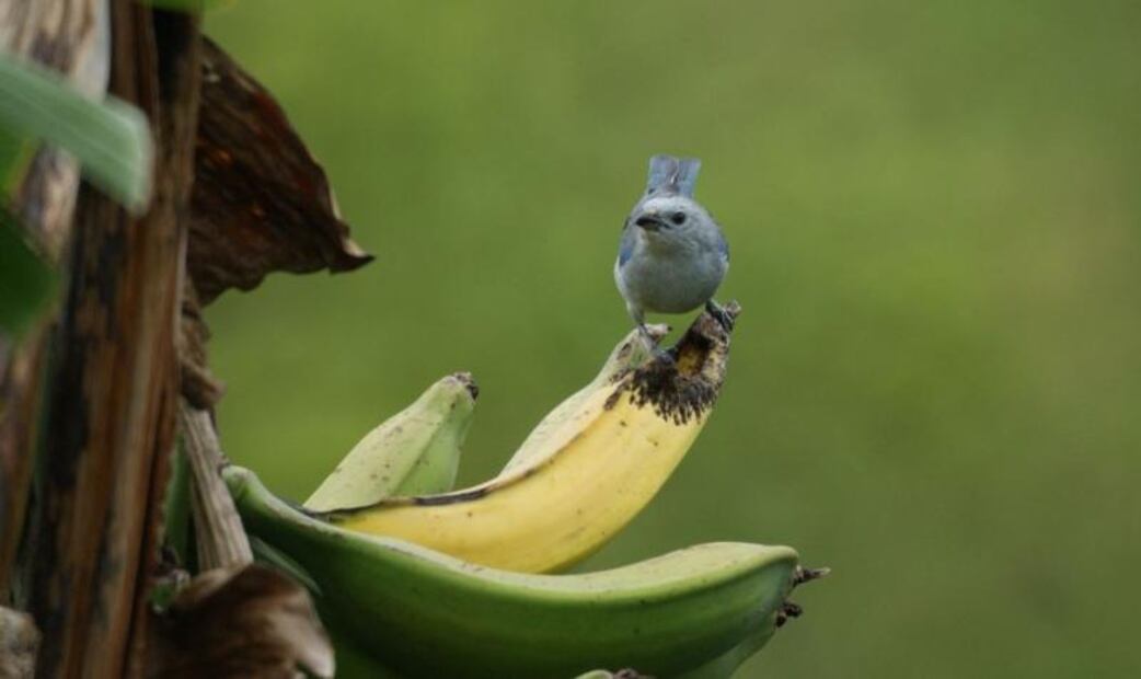 banana2.jpg