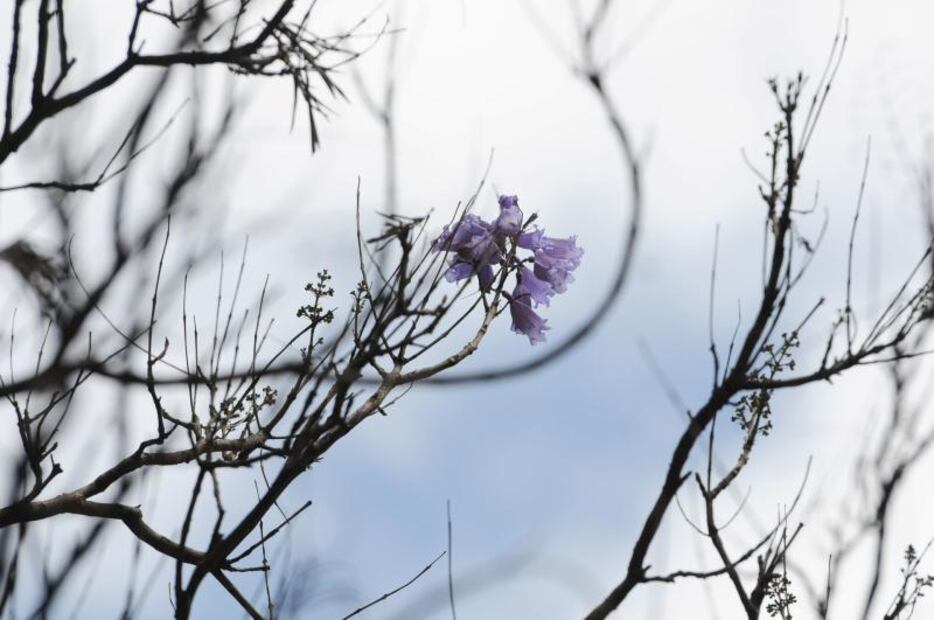 963790_jacarandas_invierno_1_web.jpg