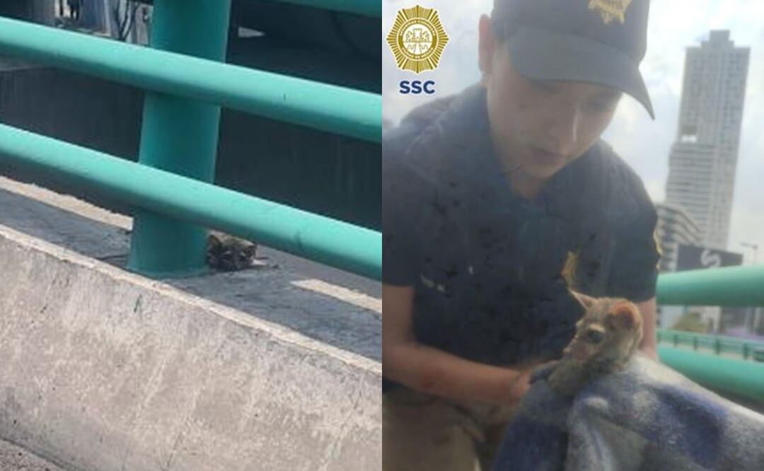 Rescatan a cacomixtle lesionado que estaba en el segundo piso del Periférico