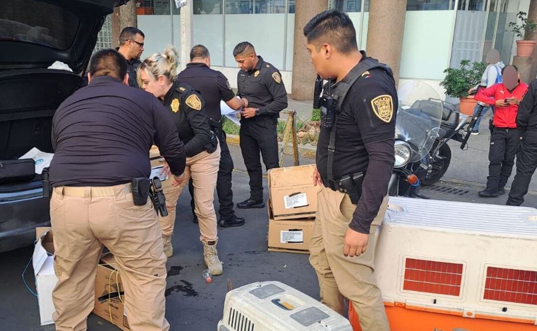 Atoran a 3 narcomenudistas con animales que sacrificarían en ritual satánico, en CDMX