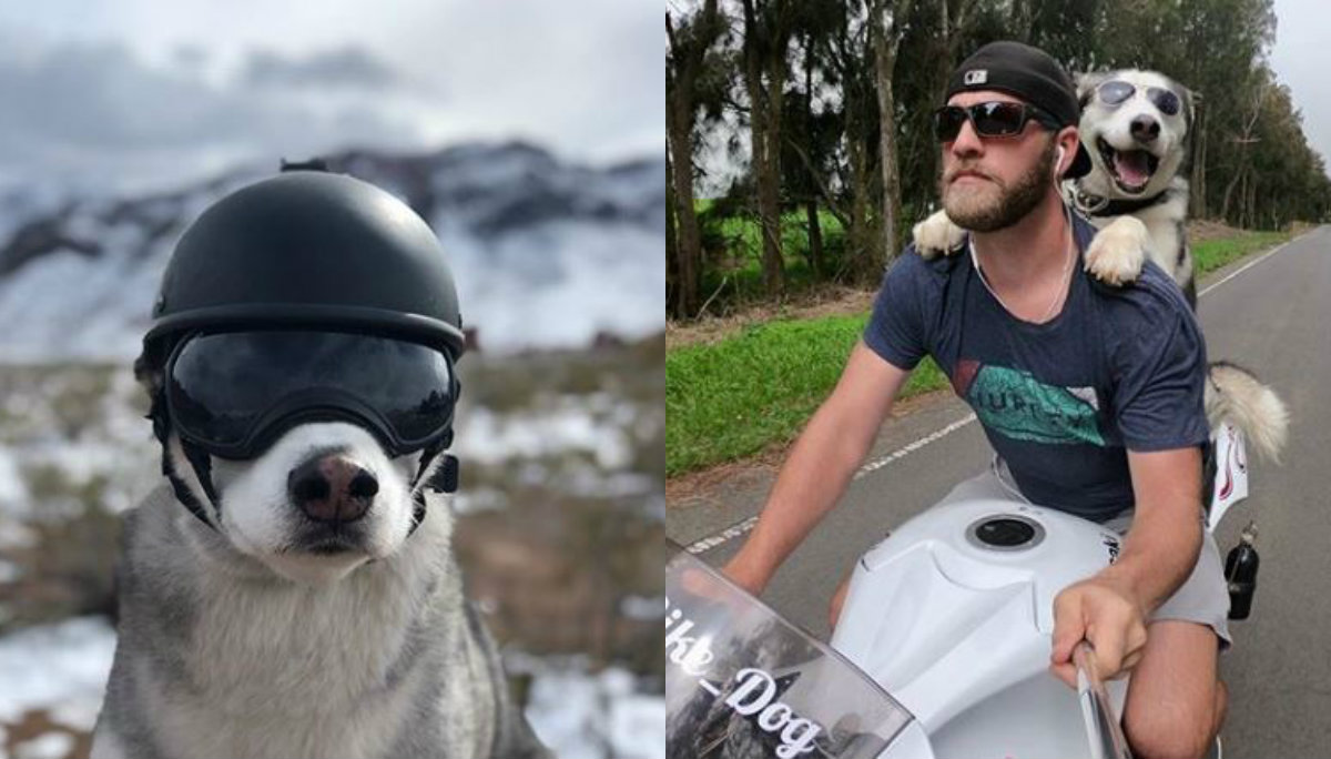 perro sox motociclista viaja perrito biker michael recorren estados unidos 